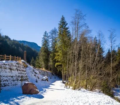 Walk path in alpine forest on Dolomites mountains Stock Photos