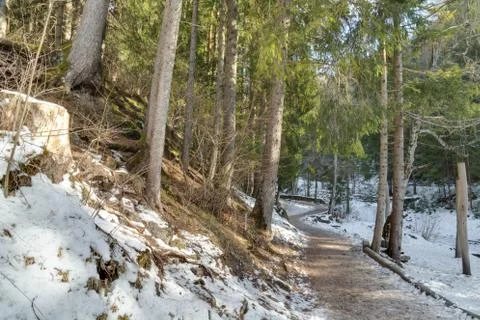 Walk path in alpine forest on Dolomites mountains Stock Photos