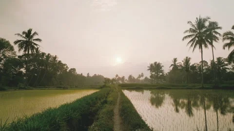 Walk on the Path Amidst Rice Fields and Palm Trees Stock Footage 277494168