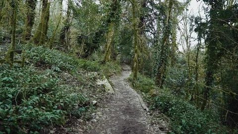 Walk on the path among trees which are covered with bind and moss in a 库存影片 113767856