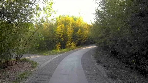 Walk the path between the park woods Stock Footage 153419880