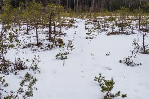 Walk Path Covered with Snow in a Winter Forest Stock Photos