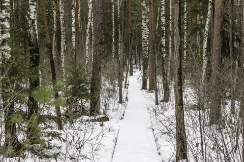 Walk Path Covered with Snow in a Winter Forest Stock Photos