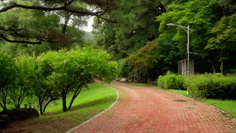 Walk path Stock Footage 313563396