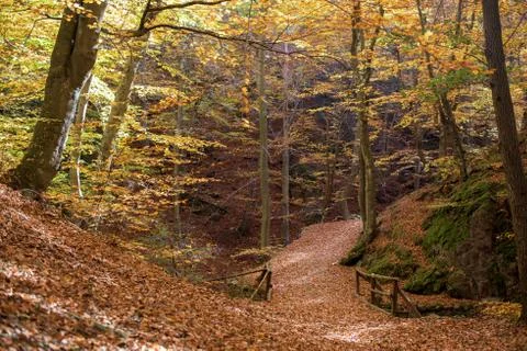 Walk path in a forest Stock Photos