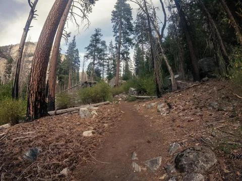 Walk path goes through forest with charred trees,  fallen pine cones and cl.. Stock Photos
