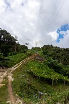 A walk in a path in a mountain surrounded by trees. Stock Photos