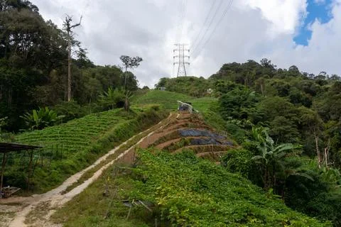 A walk in a path in a mountain surrounded by trees. Stock-Fotos