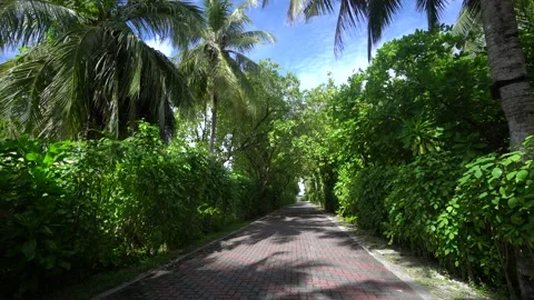 Walk to path surrounded by high coconut trees Stock Footage 120333943