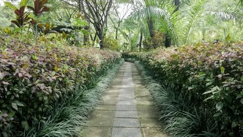 Walk path surrounded by plants 01 Stock Photos