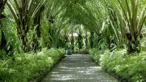 Walk path surrounded by plants 02 Foto stock