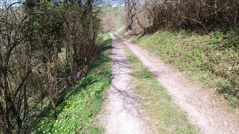 Walk a path from trees to a vineyard landscape Stock Footage 128922293