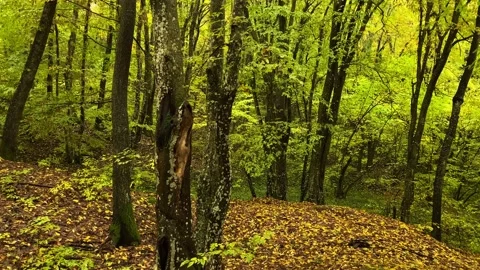 Walk on a path in the woods in the fall Stock Footage 163144083