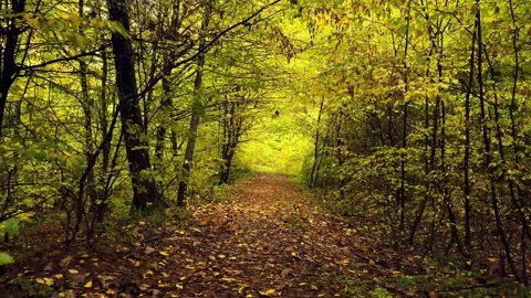 Walk on a path in the woods in the fall Stock Footage 163144124