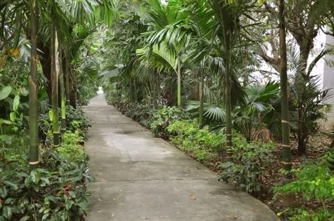 Walk pathway passage tree forrest concept Foto stock