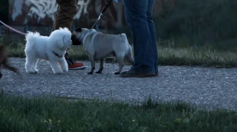 Walk pets often very one more day, puppies play and enjoy in the park 動画素材 37872349