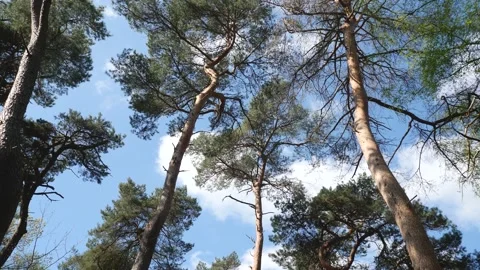 Walk in the pine forest looking up Stock Footage 184980319