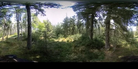Walk in pine forest with moss of Scotland United Kingdom Europe 360VR Stock Footage 78690649