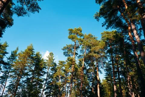 Walk in the pine forest Stock-Fotos