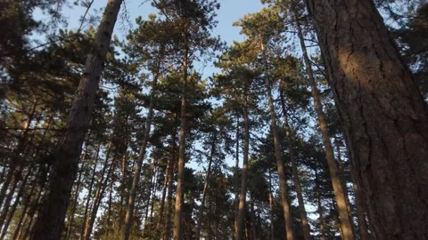 Walk in a pine forest. Stabilized gimbal movement. Stock Footage 137405279