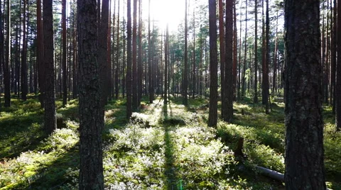 Walk in the pine forest at sunset Stock Footage 53824516