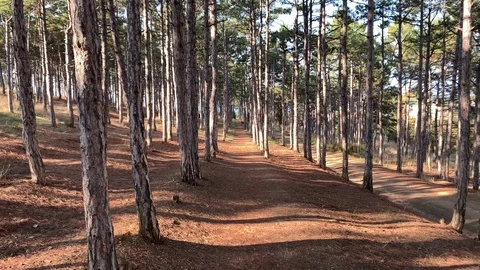 Walk in a pine grove Stock Footage 118405112