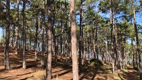 Walk in a pine grove Stock Footage 118405168