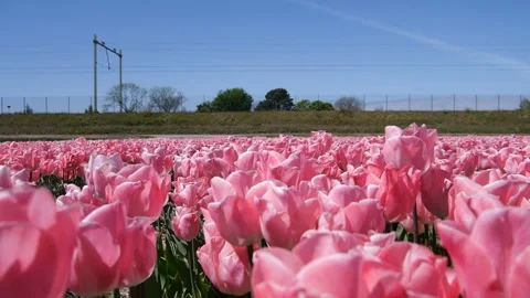 Walk on pink tulips. 스톡 동영상 100290287