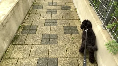 Walk with the poodle dog Stock Footage 221587640