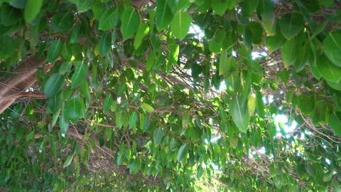 Walk in the rays of the sun make their way through the green leaves of the trees Stock Footage 229532905