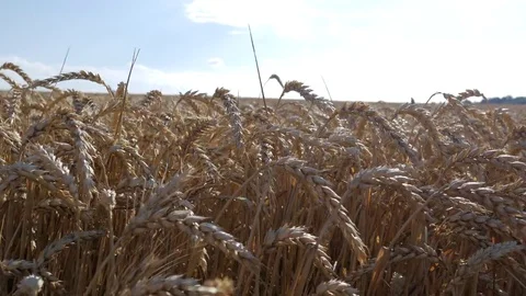 Walk on right in wheat field Stock Footage 77646093