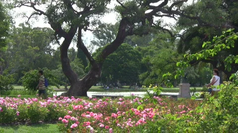 Walk at the rose park Stock Footage 346771