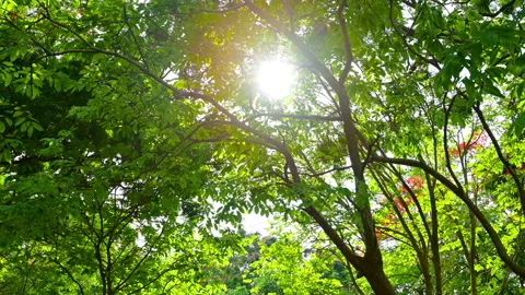 Walk scene in the forest landscape with many trees against the sunlight. Stock-Footage 153909079
