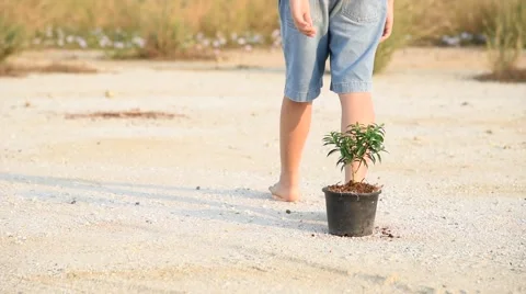 Walk from seedling Stock Footage 60581473