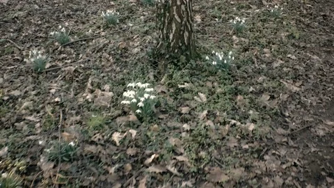 Walk in small path between trees and closeup on snowdrop flowers. Video stock 87156230