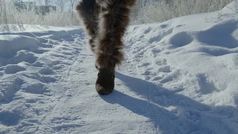 A walk on snow floor with sunlight Stock Footage 102823040