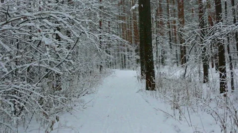 Walk in snowy forest Stock Footage 58123179
