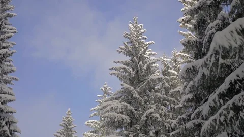 Walk in the snowy forest Stock Footage 103208454