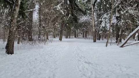 Walk in the snowy forest. Trees in the snow. Nature 4K FPV Stock Footage 174236014