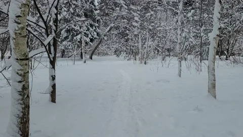 Walk in the snowy forest. Trees in the snow. Nature 4K FPV Stock Footage 174246589