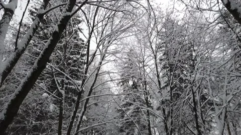Walk in the snowy forest in winter. View of the trees and the sky. Video stock 167003280