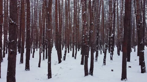 A walk in a snowy pine forest Stock Footage 231032613