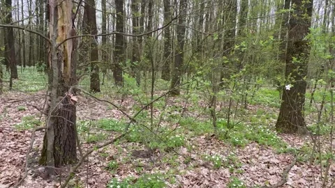 A Walk in the Spring Forest 2 Stock Footage 277538892