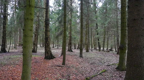 Walk in the spring forest 스톡 동영상 63074921