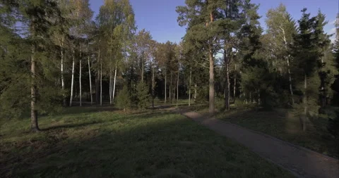 Walk in the spring forest. Stock Footage 131124254