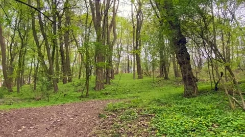 Walk in the spring forest. Stock Footage 240848751