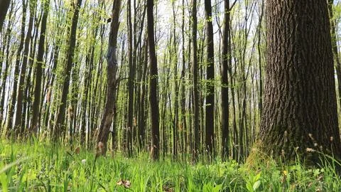 A walk in the spring forest Stock-Fotos