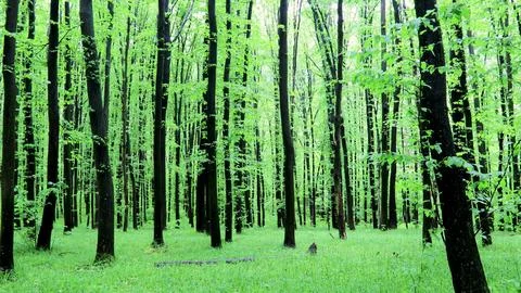 A walk in the spring forest Stock Photos