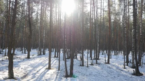 Walk in the Spring forest on a Sunny day Stock-Footage 105854705