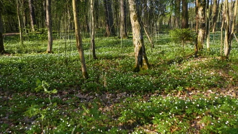 A walk in the spring forest on a sunny day Video stock 243129140